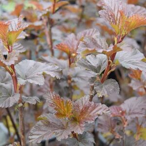 Physocarpus opulifolius 'Diabolo'PBR 40-60 cm